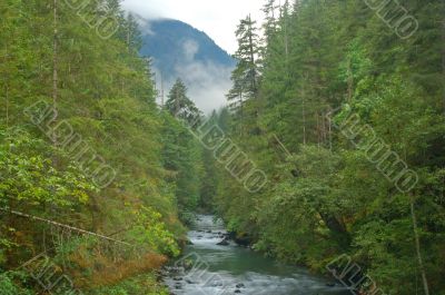 Stream in the forest