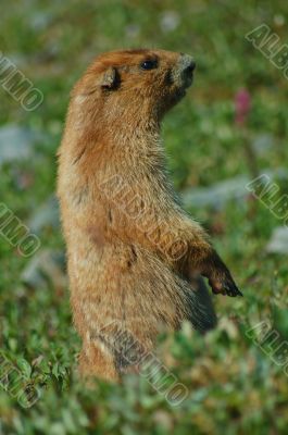 Olympic Marmot