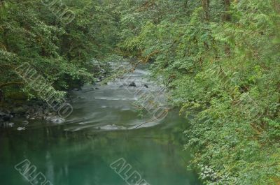 Stream in the forest