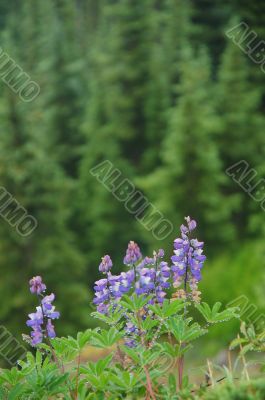 Mountain Meadow