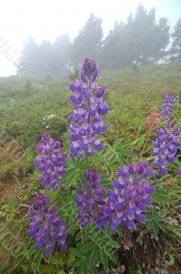 Mountain Meadow