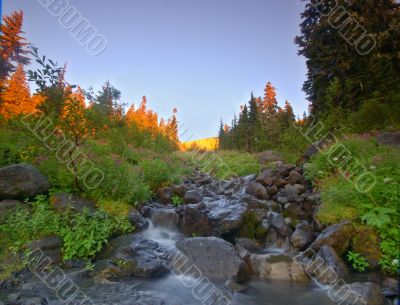 Stream in the forest
