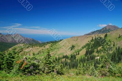Mountain Meadow