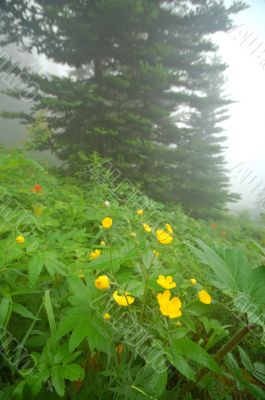 Mountain Meadow