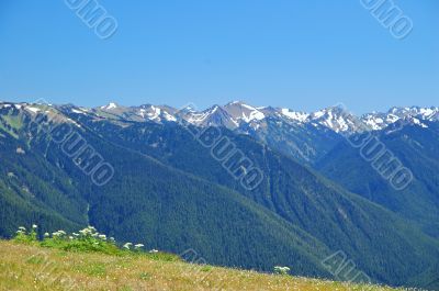 Mountain Meadow