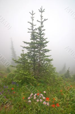 Mountain Meadow