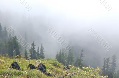 Mountain Meadow