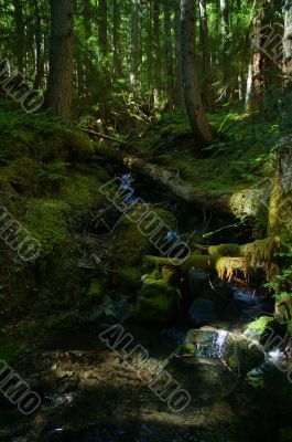 Stream in the forest