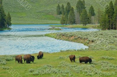 Yellowstone Bison