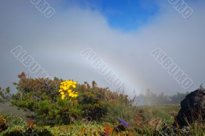 Mountain Meadow