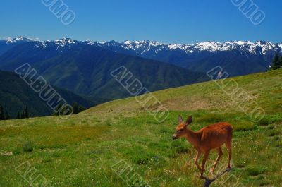 Deer in the mountains