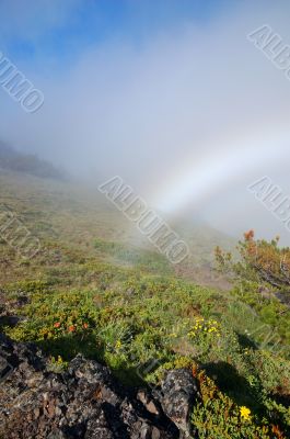 Mountain Meadow