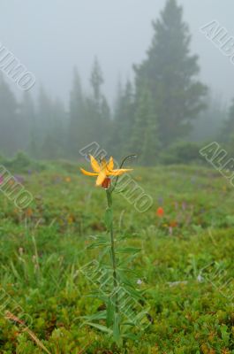 Mountain Meadow