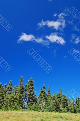 Mountain Meadow
