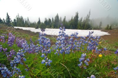 Mountain Meadow