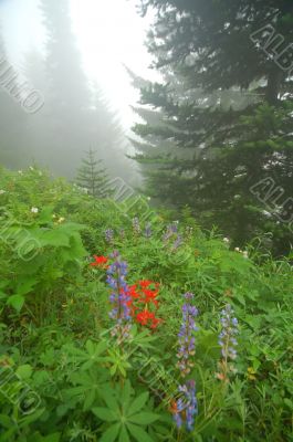 Mountain Meadow