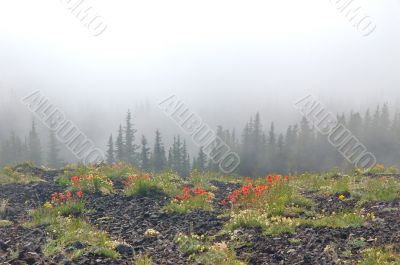 Mountain Meadow