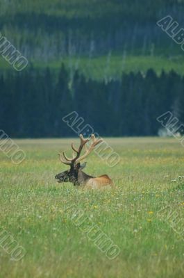 Yellowstone Elk