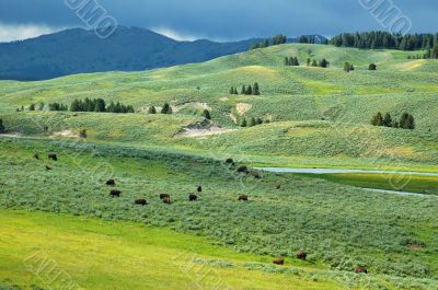 Yellowstone Bison