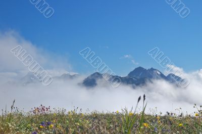 Mountain Meadow