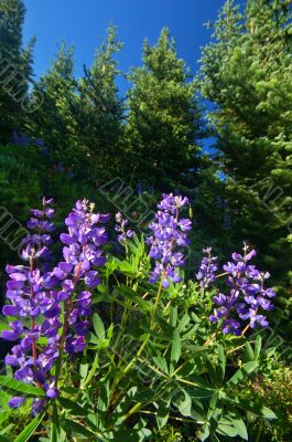 Mountain Meadow
