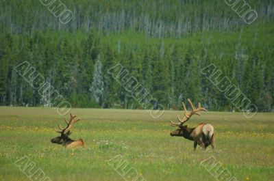Yellowstone Elk