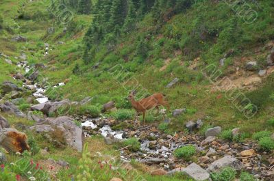 Deer in the mountains