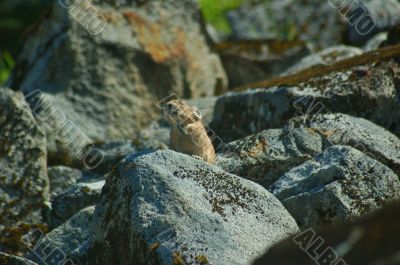 Pika in the Mountains