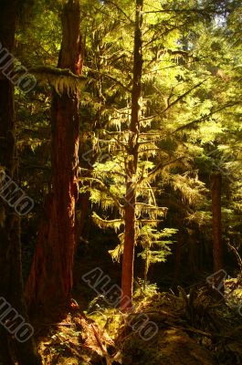 Deep in the Forest