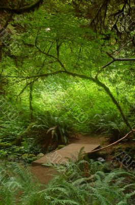 Bridge in the Forest