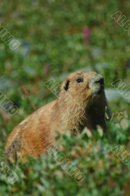 Olympic Marmot