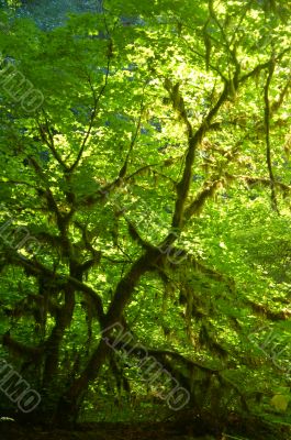 Deep in the Forest