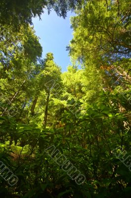 Deep in the Forest
