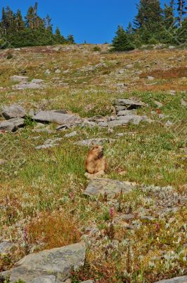 Olympic Marmot