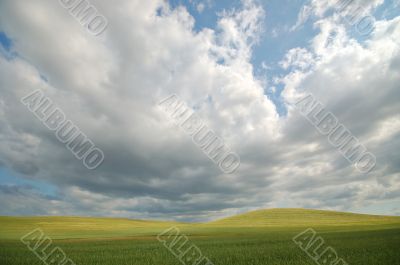 summer field