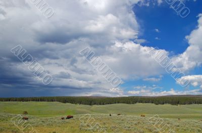 Yellowstone Bison