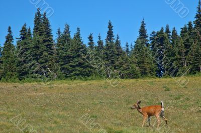 Deer in a meadow