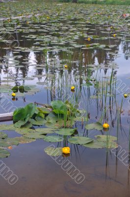 Lilies