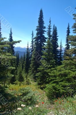 mountain landscape