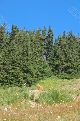 Marmot in a mountain meadow