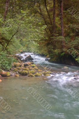 river in the forest
