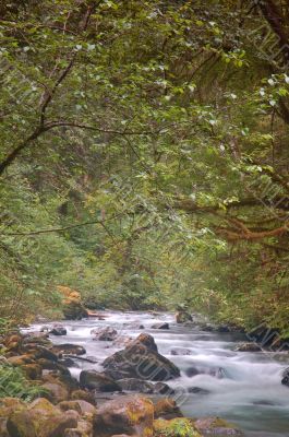 river in the forest