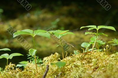 Forest Floor