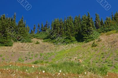 Marmot in a mountain meadow