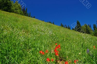 mountain landscape