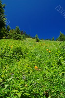 mountain landscape