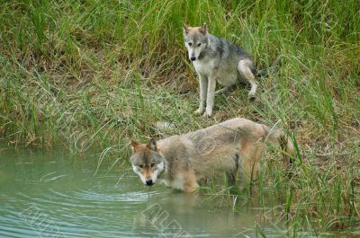 Grey Wolves