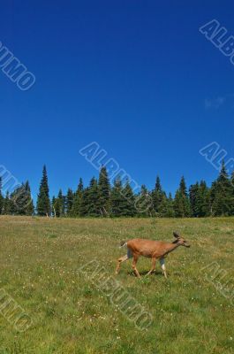 Deer in a meadow