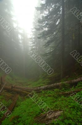 Pacific Northwest Rainforest