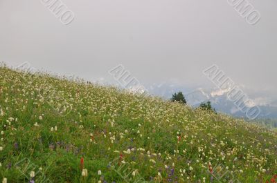 Flowery mountain meadow